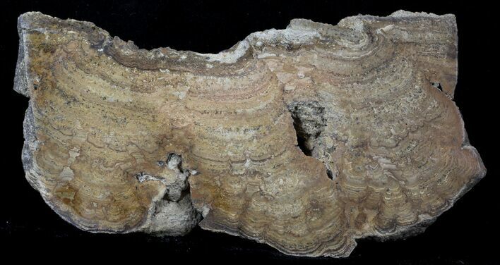 Polished Miocene Stromatolite (Chlorellopsis) - Crimea #57568